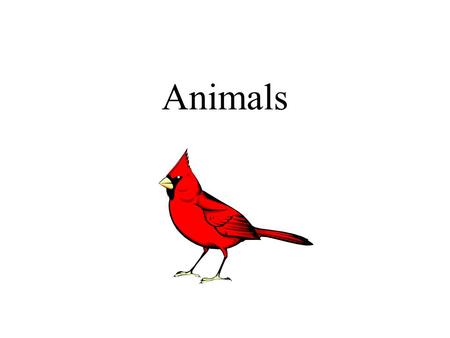 Animals. Animals need Air Food Water A suitable place to live.