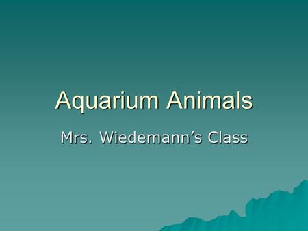 Aquarium Animals Mrs. Wiedemann’s Class. Seastar Michael Polek 5 arms Has 2 stomachs Will re-grow its arms Meat eater Lives under a rock It eats coral.