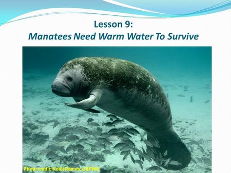 Lesson 9: Manatees Need Warm Water To Survive myakkariver.net Photo credit: Keith Ramos, USFWS.