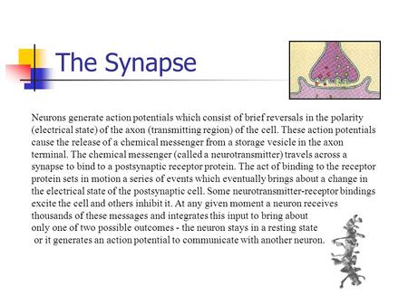 The Synapse Neurons generate action potentials which consist of brief reversals in the polarity (electrical state) of the axon (transmitting region) of.