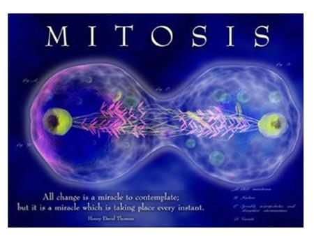 Normal Life of cell Nerve Cells stop at this point 46 92 Nuclear Division Cell Division is controlled by the cells Surface to Volume Ratio.