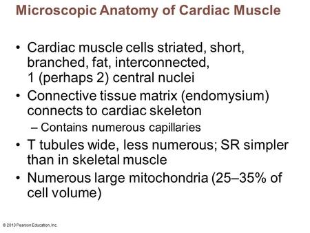 © 2013 Pearson Education, Inc. Microscopic Anatomy of Cardiac Muscle Cardiac muscle cells striated, short, branched, fat, interconnected, 1 (perhaps 2)