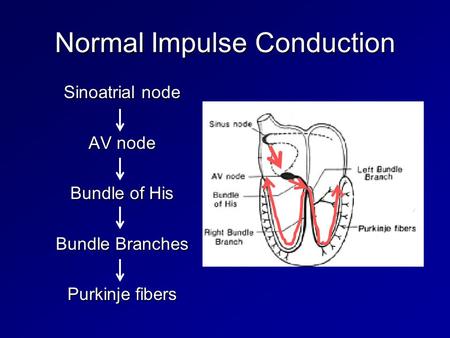 Normal Impulse Conduction