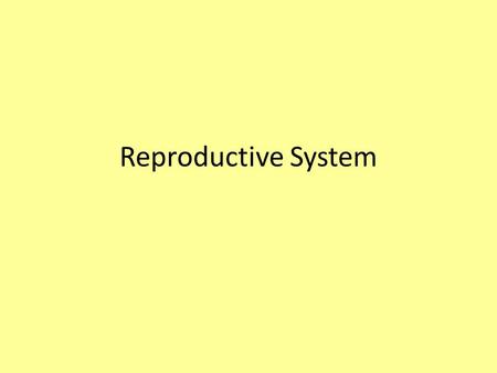 Reproductive System. Male Reproductive System The Scrotum Sac of skin that hangs outside the abdominopelvic cavity at the root of the penis Contains.