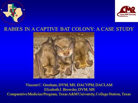 RABIES IN A CAPTIVE BAT COLONY: A CASE STUDY Vincent C. Gresham, DVM, MS, DACVPM, DACLAM Elizabeth J. Browder, DVM, MS Comparative Medicine Program, Texas.