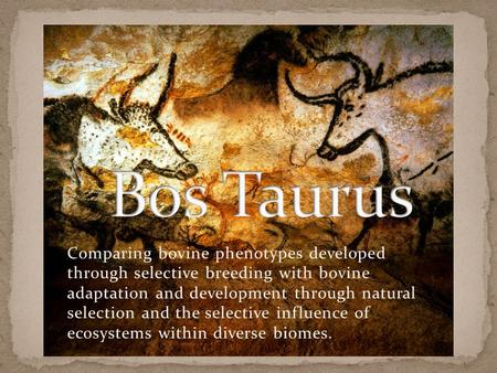 Comparing bovine phenotypes developed through selective breeding with bovine adaptation and development through natural selection and the selective influence.