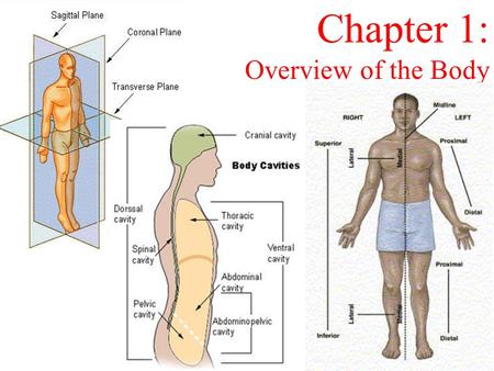 Chapter 1: Overview of the Body.