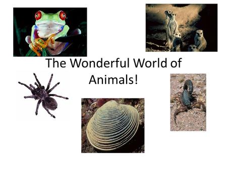 The Wonderful World of Animals!. What is true about ALL animals? They are eukaryotic They are multicellular They are heterotrophs (If they make their.