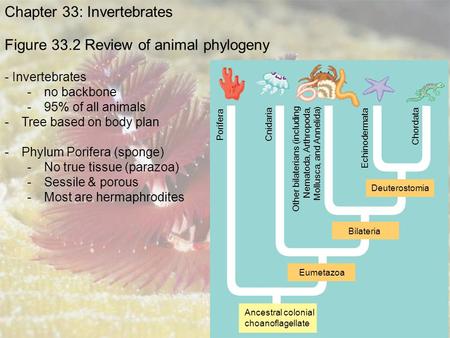 Figure 33.2 Review of animal phylogeny Ancestral colonial choanoflagellate Eumetazoa Bilateria Deuterostomia Porifera Cnidaria Other bilaterians (including.