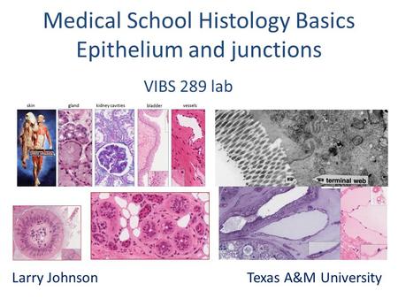 Medical School Histology Basics Epithelium and junctions