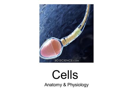 Cells Anatomy & Physiology. Mackenzie, at 4 years old, was diagnosed with pneumonia. Her parents were worried, it seemed that Mackenzie was always sick.