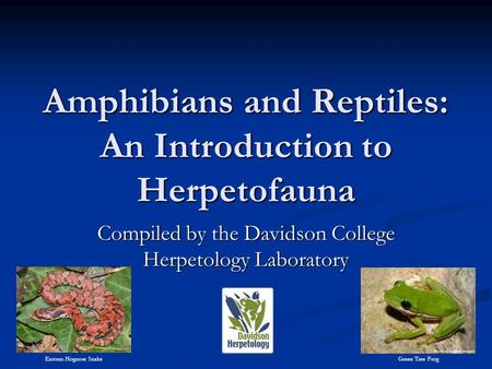 Amphibians and Reptiles: An Introduction to Herpetofauna Compiled by the Davidson College Herpetology Laboratory Eastern Hognose Snake Green Tree Frog.