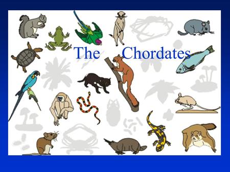 The Chordates. Possess all 5 Invertebrate Trends, Plus: –Dorsal nerve (Spinal) cord –Notochord or backbone/vertebrae –Tail (at some stage of the life.