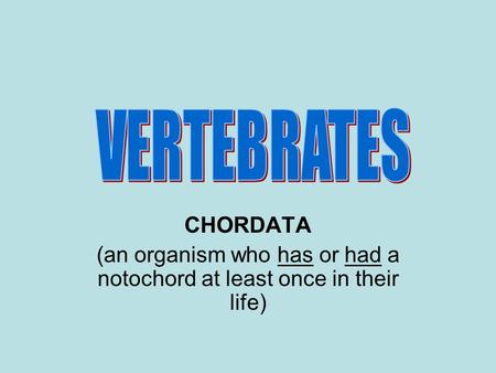 CHORDATA (an organism who has or had a notochord at least once in their life)