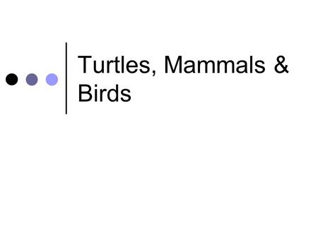 Turtles, Mammals & Birds. Vertebrate Ancestry Revisited.