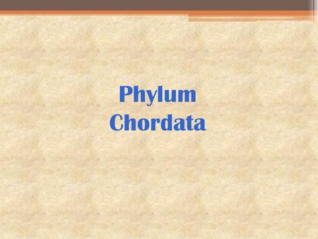 Phylum Chordata.