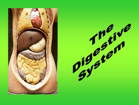 The Digestive System.