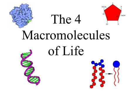 The 4 Macromolecules of Life