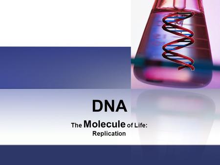 DNA The Molecule of Life: Replication. Replication: Why? When cells replicate, each new cell needs it’s own copy of DNA. Where? Nucleus in Eukaryotes.