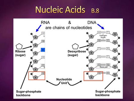 long polymers (thousands) of nucleotides therefore, sometimes called polynucleotides each nucleotide consists of 3 parts 1.a phosphate group 2.a pentose.