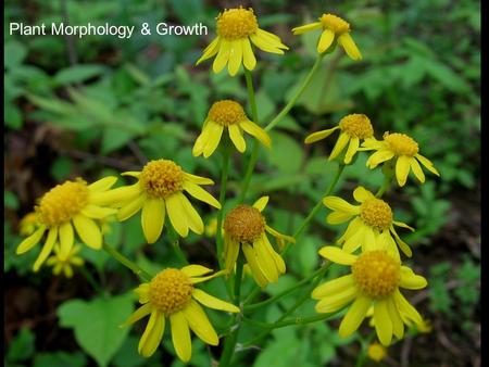 Plant Morphology & Growth. 7.1 The basic structures involved in plant growth.