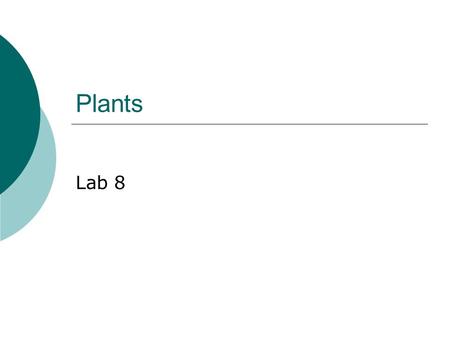 Plants Lab 8. Photosynthesis  The Earth is an open system that requires energy input from the sun.  This energy is channeled into organic molecules.