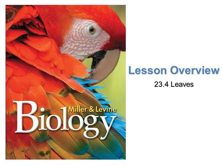 Lesson Overview 23.4 Leaves.