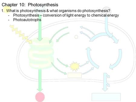 Chapter 10: Photosynthesis