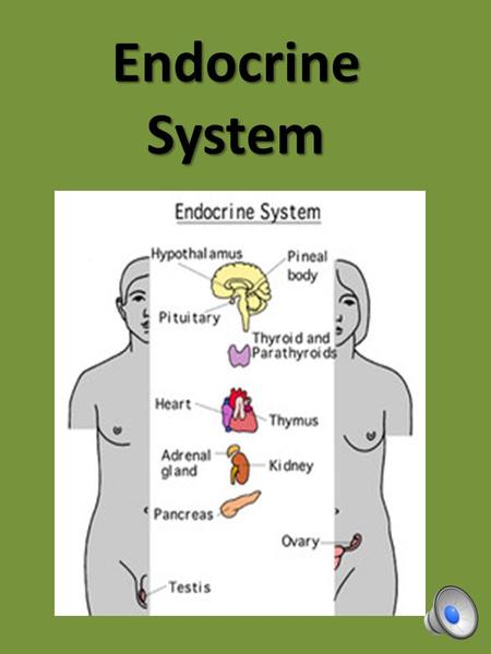 Endocrine System The endocrine system is composed of glands and regulates the body by releasing hormones directly into the bloodstream to control body.