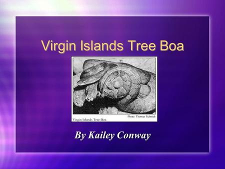 Virgin Islands Tree Boa By Kailey Conway. Facts A Species Survival Plan was started in 1990. This type of Boa is only found in Puerto Rico and the Virgin.