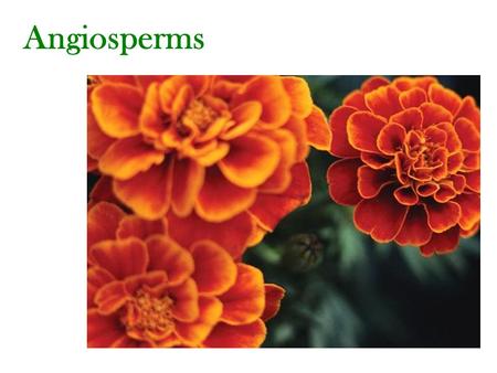 Angiosperms. -Angiosperms are the most advanced tracheophytes (vascular plants). -Angiosperms are the flowering plants. -Possess flowers, covered seeds.