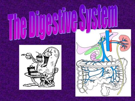 1.Ingestion 2.Mechanical processing 3.Digestion 4. Secretion 5. Absorption 6. Excretion.