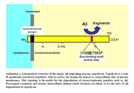 Zinc-binding motif (active site) VIGHEITHGF NH 2 -COOH NNNNN 750 transmembrane domain cytoplasmiclumen/extracellular membrane AA fragments Animation.