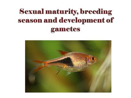 Sexual maturity, breeding season and development of gametes.