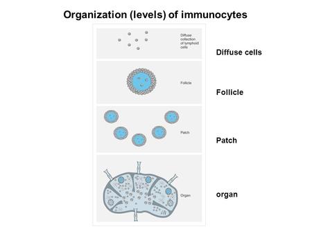 Organization (levels) of immunocytes Diffuse cells Follicle organ Patch.