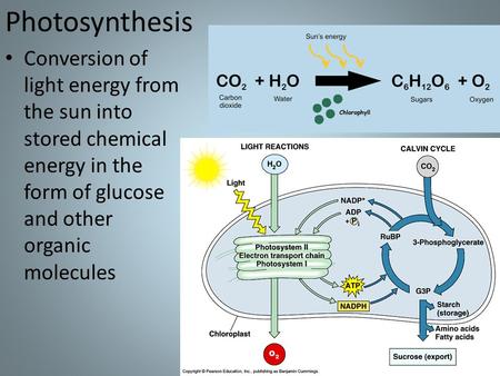 Photosynthesis Conversion of light energy from the sun into stored chemical energy in the form of glucose and other organic molecules.