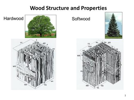 Wood Structure and Properties