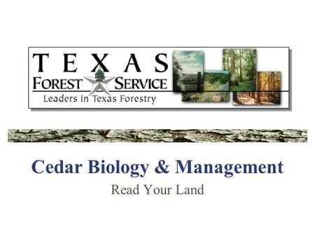 Cedar Biology & Management Read Your Land. Cedar is Native There are 7 species of Juniper native to Texas, but only 3 native to the Texas woodlands. Commonly.