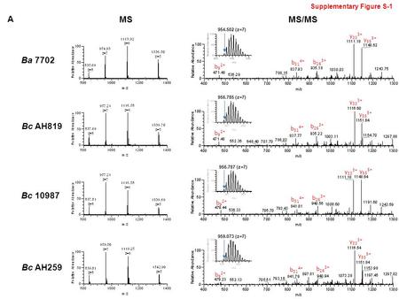 954.502 (z=7) 956.785 (z=7) 956.787 (z=7) 959.073 (z=7) MSMS/MS Ba 7702 Bc AH819 Bc 10987 Bc AH259 b 26 3+ y 33 3+ y 55 5+ b 31 4+ b 9 2+ b 26 3+ y 33.
