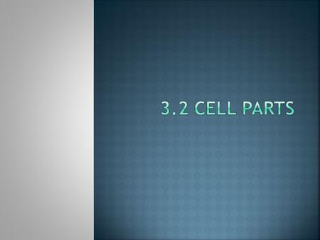  Plasma (Cell) Membrane  Function: Surrounds cell Allows only specific things things in and out (homeostasis)  Fact: Selectively permeable – allows.