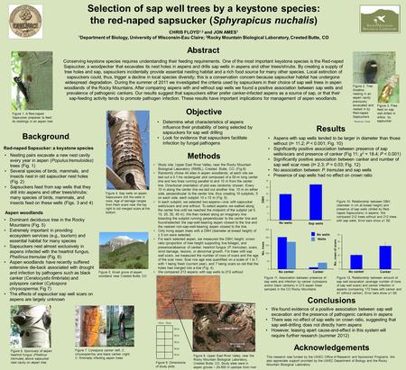 Selection of sap well trees by a keystone species: the red-naped sapsucker (Sphyrapicus nuchalis) Conserving keystone species requires understanding their.