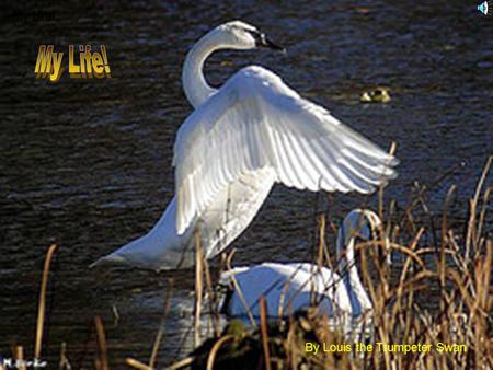 My Life! By Louis the Trumpeter Swan That’s my Mom and Dad when they fall in love.