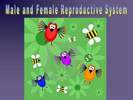 Male Reproductive System  Reproductive Anatomy of the Human Male.  External: - penis - scrotum  Internal: - gonads - accessory sex glands and ducts.