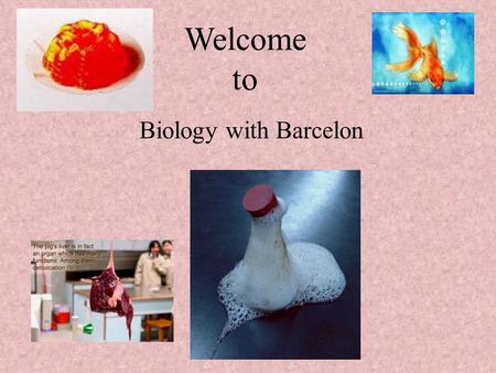 Biology with Barcelon Welcome to. Fall 2009 Teacher : Judy Barcelon   Or last resort..voice mail: 528-5260….box 6650 Conference.