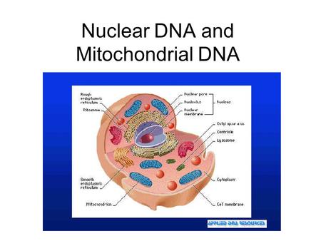 Nuclear DNA and Mitochondrial DNA