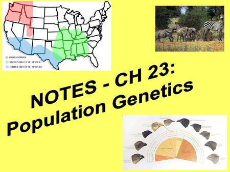 DEFINITIONS: ● POPULATION: a localized group of individuals belonging to the same species ● SPECIES: a group of populations whose individuals have the.