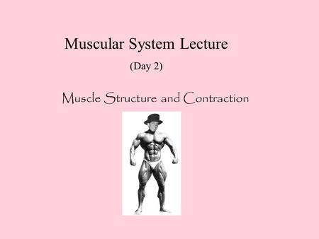 Muscular System Lecture (Day 2) Muscle Structure and Contraction.