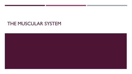 THE MUSCULAR SYSTEM  To understand the structure of muscle.  To explain the components and significance of the sarcomere.  To identify the parts of.