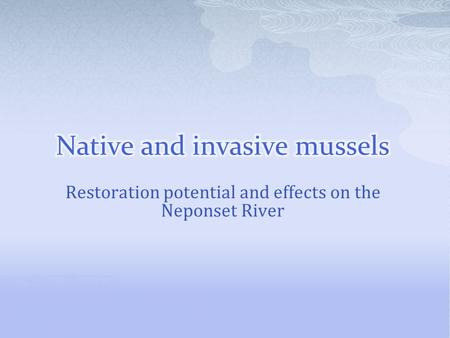 Restoration potential and effects on the Neponset River.