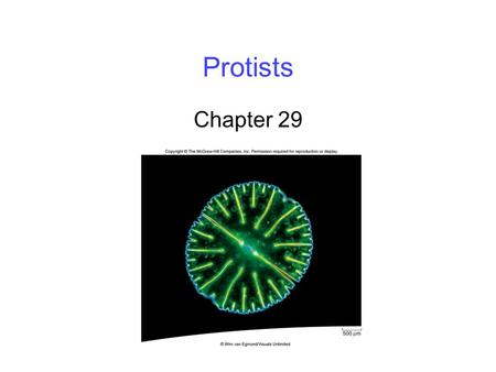 Protists Chapter 29. 2 Protists Protists are the most diverse of the four eukaryotic kingdoms -Unicellular, colonial and multicellular groups The kingdom.